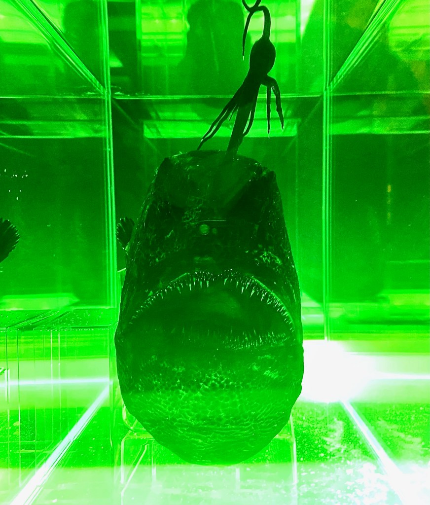 Pacific Football Fish