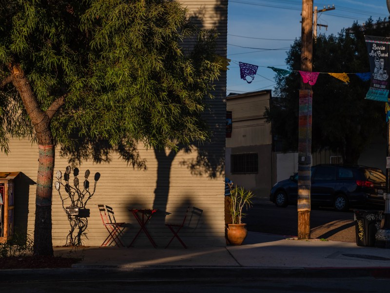 View of a tree near Libélula Books & Co in Barrio Logan on Nov. 11, 2022.