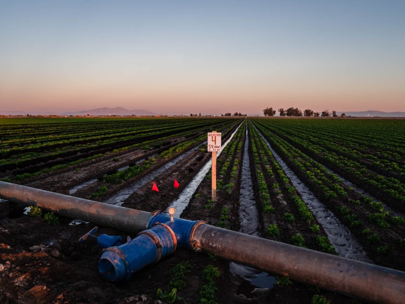 Rows of Jack Brothers, Inc., lettuce growing in Imperial Valley on Nov. 15, 2022.