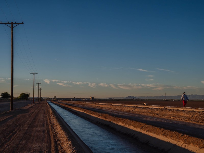 A farm worker at Jack Brothers, Inc. farm in Imperial Valley on Nov. 15, 2022.