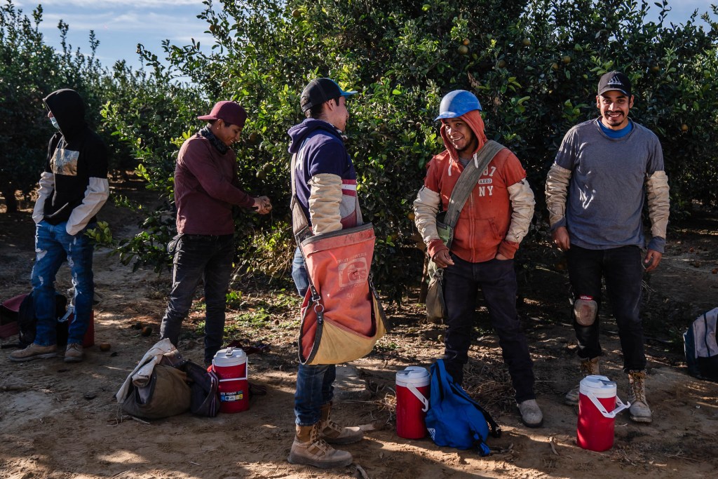 Farmer workers get ready to pick lemons at Bloom to Box citrus farm in Imperial Valley on Nov. 17, 2022.