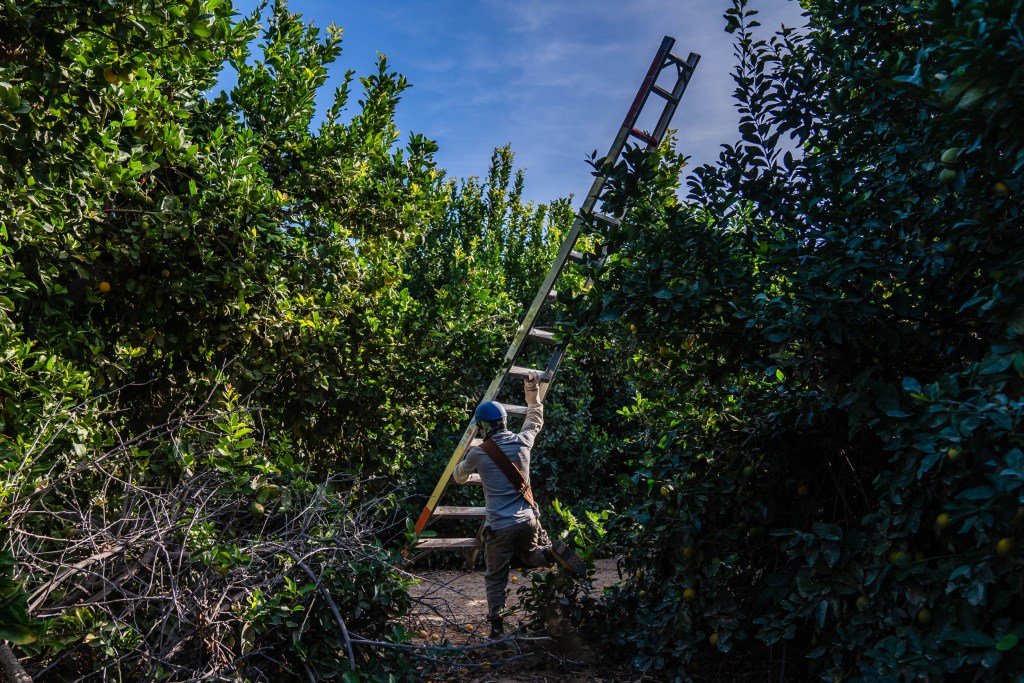 A farm worker moves a ladder to pick lemons at Bloom to Box citrus farm in Imperial Valley on Nov. 17, 2022.