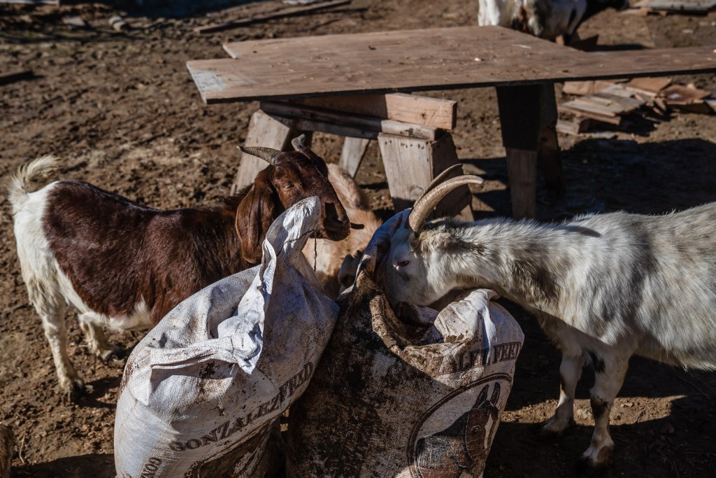 A goat tries to eat grain that was damaged in the flooding in San Ysidro on Jan. 21, 2023. Ochoa says the goats will not actually eat it. A few minutes after this photo was taken he fed them fresh grain.