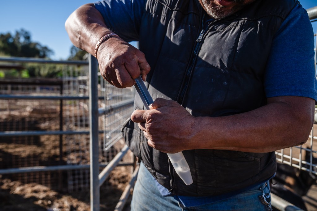 Jim Sandoval of Esperanza Ranch gets ready to give his horse Valentina antibiotics on Jan. 21, 2023 in San Yisdro. Valentina's eye got hurt while transporting her during the flood.