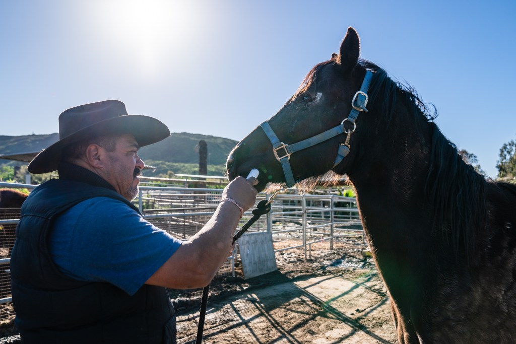 im Sandoval of Esperanza Ranch gives his horse Valentina antibiotics on Jan. 21, 2023 in San Yisdro. Valentina's eye got hurt while transporting her during the flood.