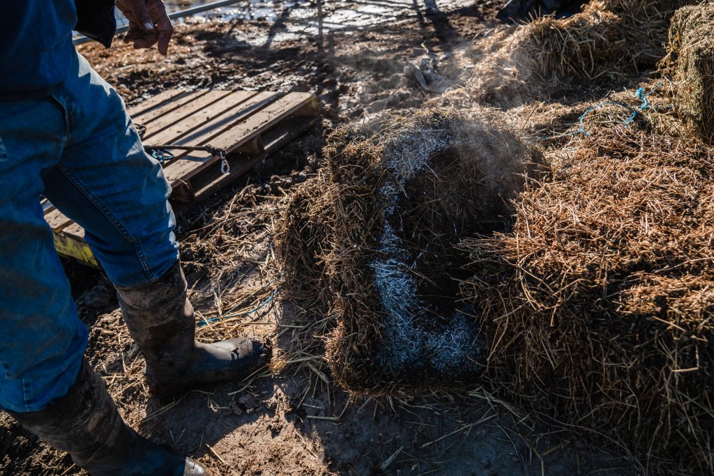 Jim Sandoval of Esperanza Ranch shows his alfalfa that was damaged during the flooding on Jan. 21, 2023.