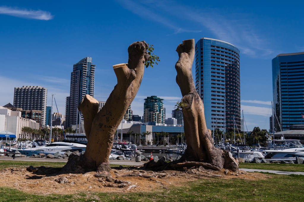View of tree stumps at Seaport Village on March 27, 2023.