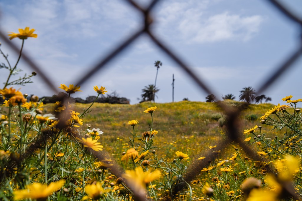 View looking through the fence near where a potential affordable housing project will be built on Del Mar bluffs on April 25, 2023.