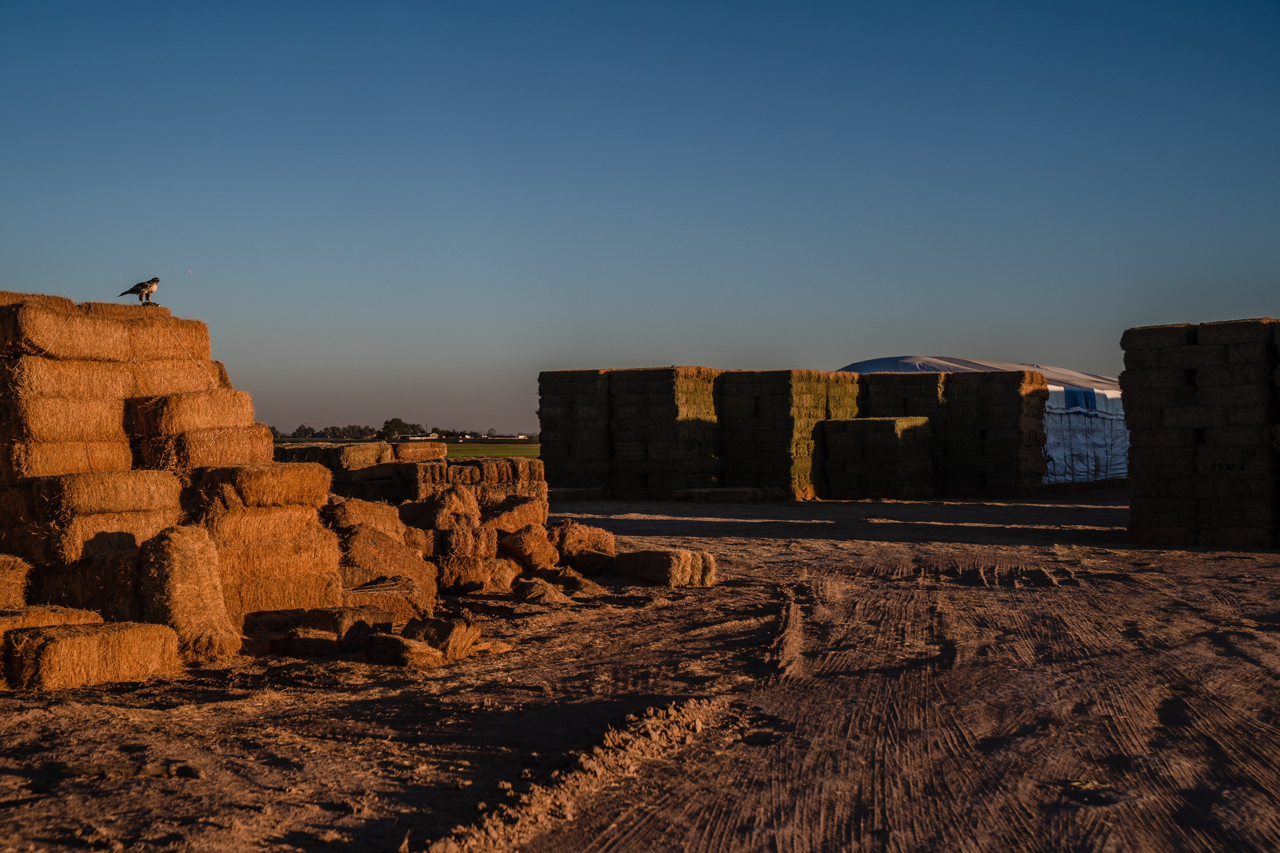 Alfalfa bales in Imperial Valley on Oct. 10, 2023.