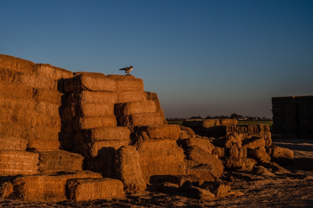 A bird sits on alfalfa in Imperial Valley on Oct. 10, 2023. / Photo by Ariana Drehsler