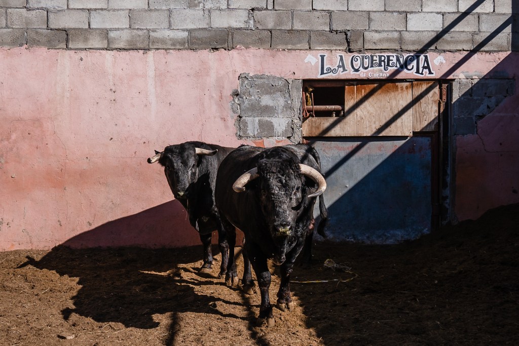Carlos Bowser González's bulls near the bull ring in Tijuana on Dec. 13, 2023.