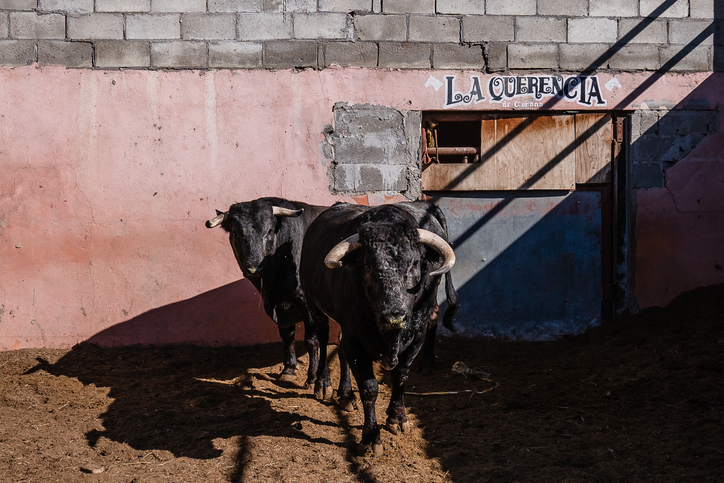 Two bulls wait in a stable at the Nuevo Toreo de Tijuana on Dec. 13, 2023.
