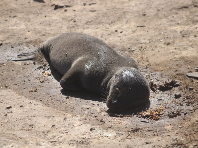 Deceased baby sea lion at Año Nuevo Island in May 2024. / Photo courtesy Patrick Robinson