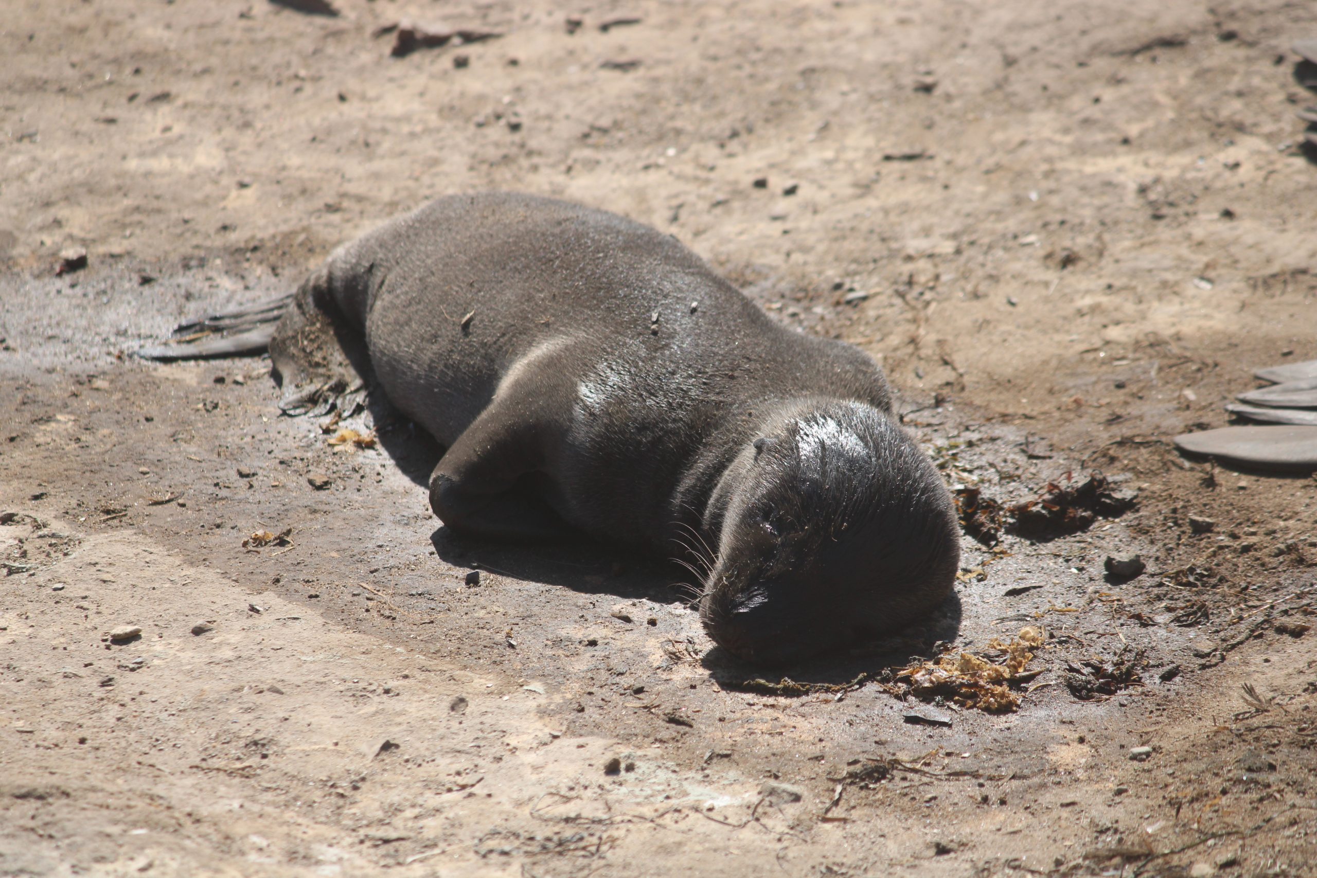 Deceased baby sea lion at Año Nuevo Island in May 2024. / Photo courtesy Patrick Robinson