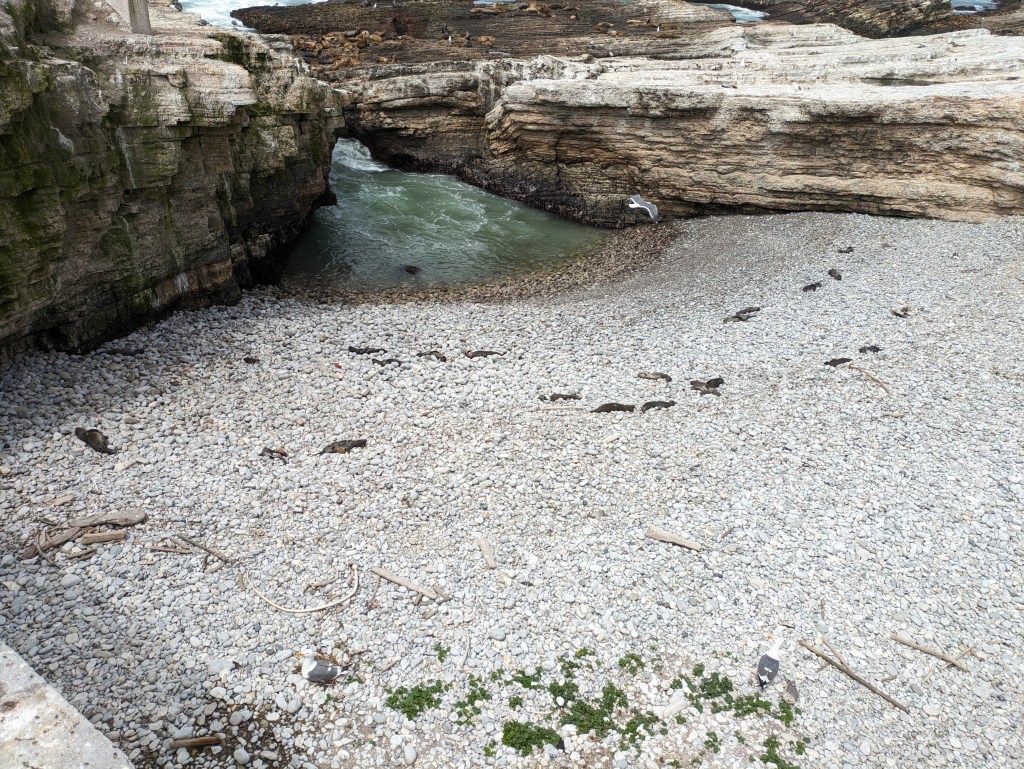 Deceased baby sea lions at Año Nuevo Island in May 2024. / Photo courtesy Patrick Robinson