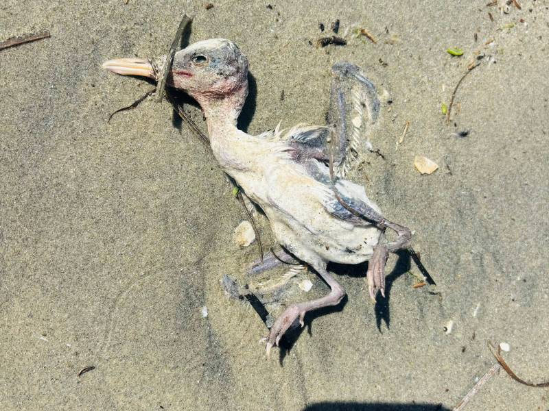 Deceased elegant tern chick that washed ashore on Kendall Frost marsh, July 5, 2024. / San Diego Audubon Society