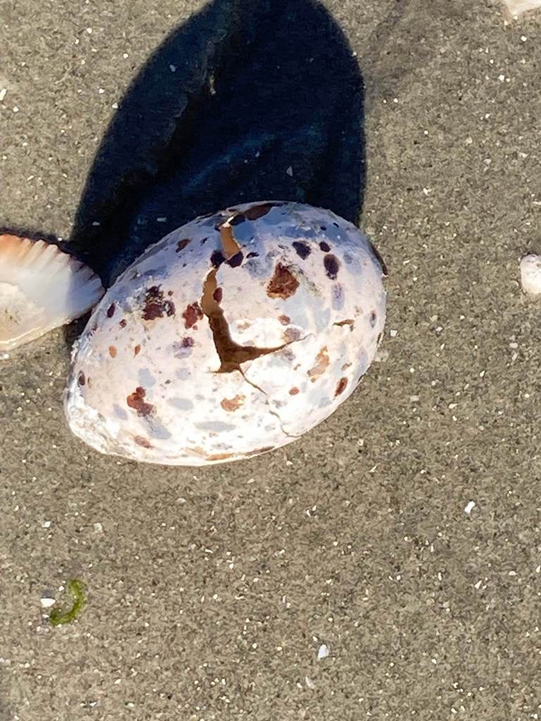 Elegant tern egg that washed ashore Kendall Frost marsh, July 5, 2024. / San Diego Audubon Society