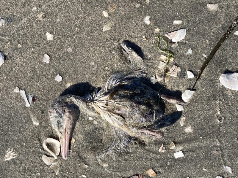 Deceased elegant tern chick that washed ashore on Kendall Frost marsh, July 5, 2024. / San Diego Audubon Society