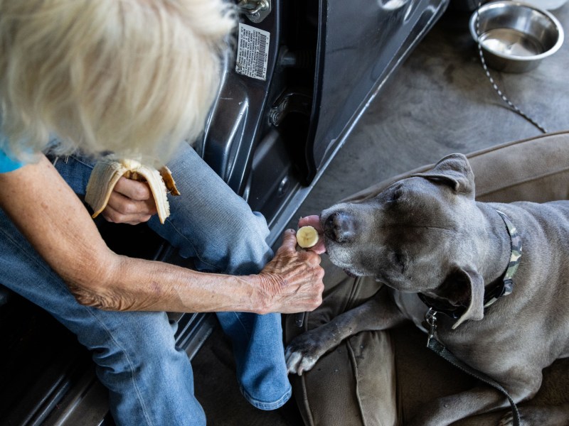 Susan feeds her dog, Ninja, a slice of banana off a knife in a Parkway Plaza parking garage in El Cajon on Thursday, July 24, 2025. / Brittany Cruz-Fejeran for Voice of San Diego