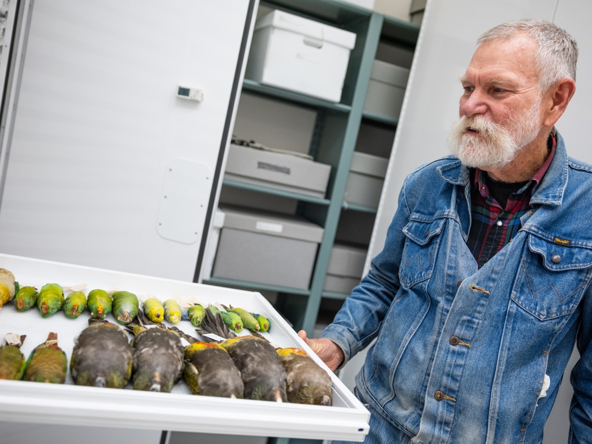 Environment Report: A Conversation with San Diego’s ‘Bird Wizard’ 