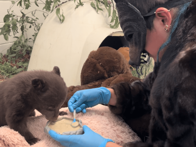 Staff wear bear masks to attend to two orphaned brown bear cubs at the San Diego Humane Society's Wildlife Center in Ramona. / Courtesy San Diego Humane Society