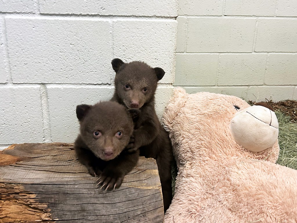 Two male bear cubs were orphaned after their mother was euthanized following an attack on a human in Monrovia. / Courtesy photo