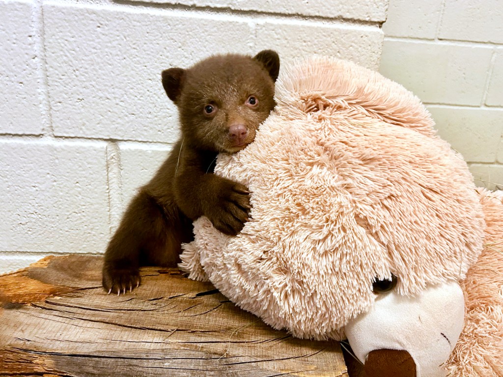An orphaned bear cub whose mother was euthanized at the San Diego Humane Society's Wildlife Center in Ramona. / Courtesy photo