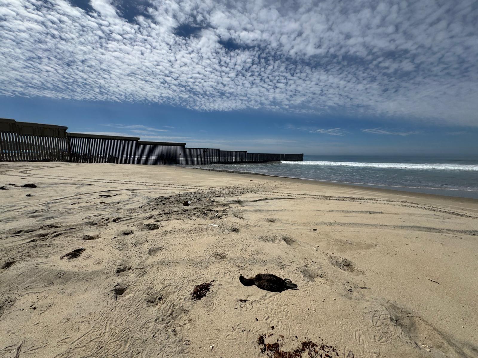 Seabreeze　of　Tijuana.Mexico　47years.Ago Morning Report: A Graveyard of Dead Birds | Voice of San Diego