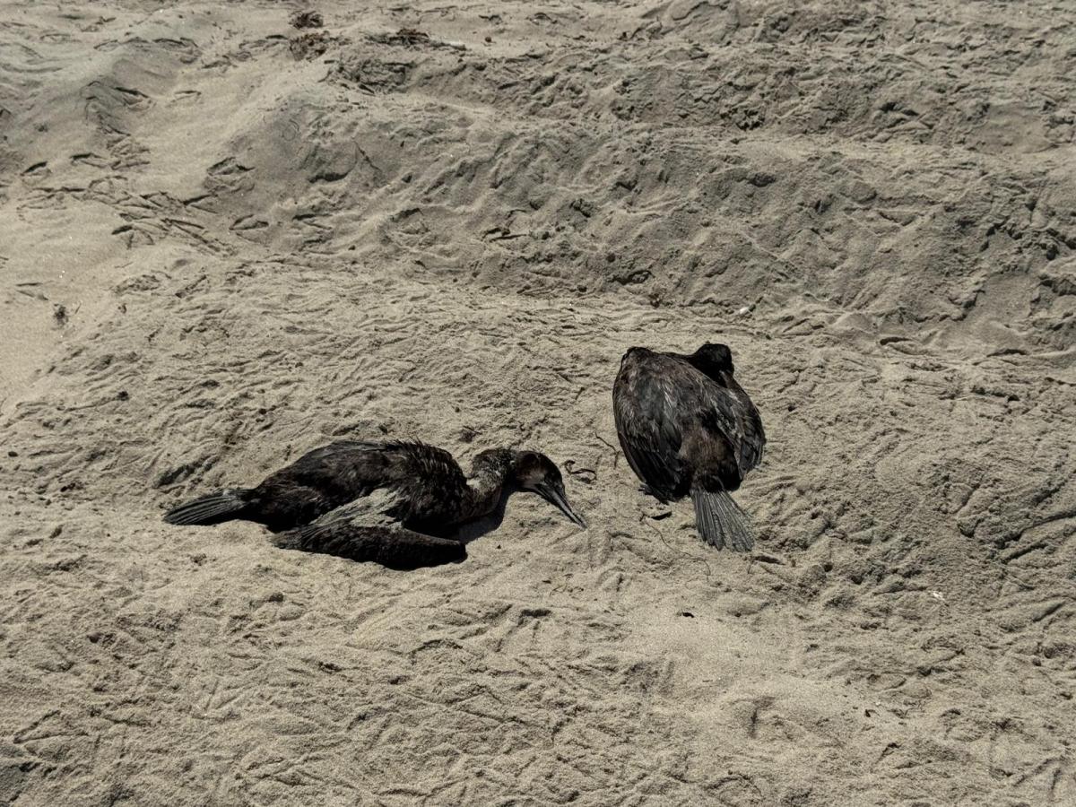 Border Report: The Dead Birds of Friendship Park