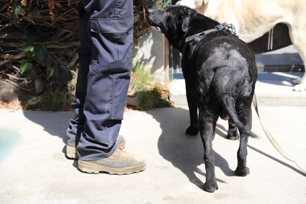 Edgardo Menjivar's dog who he says started developing open wounds and swelling since the flood. / Rami Alarian