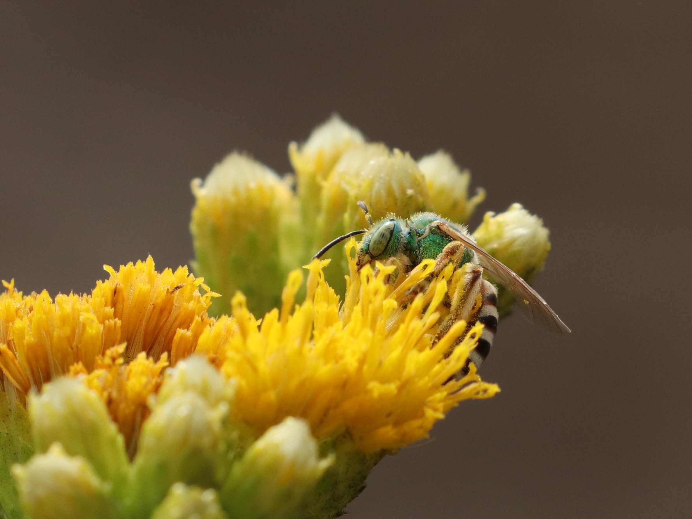 Colonist Honeybees Are Kind of a Problem. Vote Native.